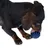 Chien à poil court noir et marron léchant une balle bleue en plastique avec rainures visibles, vue rapprochée sur la tête et les pattes avant de l’animal.