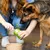 Une personne verse de la nourriture humide d'une boîte verte dans une gamelle pour chien, tandis qu'un chien regarde curieusement.