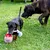 Deux chiens jouent dehors, l’un tient un jouet en corde bleue et balle rouge-blanche avec texte illisible. Herbe verte visible au sol.