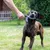Dog playing with a black X-shaped chew toy held by a hand. Suitable for interactive play in the garden.