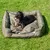 Hund liegt in einem olivgrünen Hundebett mit robustem Stoff und seitlichem Griff, auf einer grünen Wiese. Logo 'NT' sichtbar auf der Seite des Bettes.