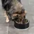 Hund frisst aus einem schwarzen Futternapf auf grauem Fliesenboden.