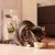Il gatto mangia da una ciotola in acciaio inox, sullo sfondo c'è un sacchetto di alimento per gatti.