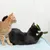Dos gatos juegan con un juguete de plumas verde atado a una cuerda. Un gato negro agarra el juguete mientras un gato naranja observa.