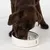 Brown dog eating from a white anti-gulp bowl with raised obstacles and visible TAK logo.