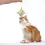Gato rojo y blanco juega con un cojín de juguete colorido sostenido por una mano. El juguete tiene un patrón de zigzag en varios colores.