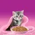 Un jeune chaton est assis devant une gamelle de nourriture humide sur un tapis rose, avec un fond rose. Un jeune chaton est assis devant une gamelle de nourriture humide sur un tapis rose, avec un fond rose.