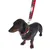Teckel portant un collier et une laisse à motif écossais rouge, attache métallique visible. Collier et laisse pour chien présentés sur l’animal.