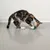 Katze spielt mit grünem Spielzeug auf grauem Boden.