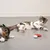 Zwei Katzen spielen mit kleinen Stoffspielzeugen, darunter ein rotes Spielzeug in Form eines Weihnachtsstiefels und ein grünes Spielzeug.