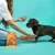 Edgard Cooper bonbons pour chiens, emballage au design orange. Chien nourri avec un bonbon, jouet en arrière-plan.