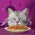 Image shows a close-up of a cat with eyes closed behind a plate of meat chunks and vegetables, suggesting enjoyment of the food. Chicken drumstick icons are visible around the cat.