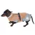 Teckel portant un manteau pour chien beige et gris avec boucle noire, bande réfléchissante et logo NT visible sur le côté.