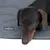 Hund liegt auf grauer Matte mit sichtbarem Label 'Nomad Tales München'.