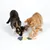 Deux chats jouent avec un jouet en forme de poisson en tissu et plumes sur fond blanc. Jouet pour chat visible au centre de l’image.