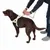 Person legt einem braunen Hund ein reflektierendes Geschirr an, zeigt die richtige Anwendung des Geschirrs.