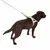 Brauner Hund mit reflektierendem Geschirr und Leine, geeignet für Spaziergänge bei Dunkelheit.