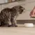 Il gatto è seduto davanti a una ciotola vuota per il alimento, una mano tiene un bicchiere con alimento e si prepara a riempire la ciotola. Il gatto è seduto davanti a una ciotola vuota per il alimento, una mano tiene un bicchiere con alimento e si prepara a riempire la ciotola.