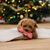 beeztees Hundespielzeug Weihnachtsknochen, rot