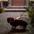Perro con collar LED luminoso y correa para mayor visibilidad en la oscuridad.
