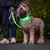 Hund mit leuchtendem grünen Halsband und passender Leine für bessere Sichtbarkeit bei Nachtspaziergängen.