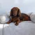 Grey, ribbed pet bed with raised side cushions on a light surface.
