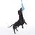 Perro juega con juguete para masticar de cuerda azul, sostenido en el aire.