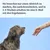 Anleitung: Abstrich machen, zurückschicken und in 3-4 Wochen per E-Mail Ergebnisse erhalten. Bild zeigt Hund und Hand mit Wattestäbchen.