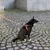 Black dog with orange harness and matching lead on paved ground. Shows everyday use of the harness.
