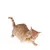 Chat roux jouant avec un papillon suspendu à une ficelle, démonstration d’un jouet interactif pour chat.