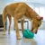 Dog licking a turquoise toy ball with food opening on a wooden floor.