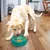 Hund frisst aus einem grünen KONG-Futternapf mit strukturierter Oberfläche, geeignet für langsames Fressen.