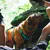 Hond met turquoise-zwarte tuig in de buitenlucht, naast mensenbenen. Tuig met zichtbaar bottenmotief.