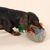 Gioco per cani TIAKI Anatra "Squawk"