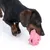Chien teckel mordant un jouet en forme de pieuvre rose en plastique sur fond blanc. Jouet visible dans la gueule du chien, détails du jouet et pelage du chien bien visibles.