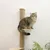 Braune Katze sitzt auf einem Kratzbaum aus Holz und Sisal mit zwei Ebenen. Pflanze im Vordergrund.