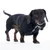 Sort hund holder en sort tennisbold med Batman-logo i munden.