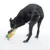 Black dog playing with yellow fabric toy and blue rope on white background.