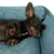Cane sdraiato rilassato in un letto per cani imbottito e trapuntato in tessuto blu.