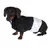 Hond met witte hondenluier met blauw patroon, toont gebruik van het product.