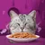 Assiette de nourriture humide pour chat devant un chat gris tigré, fond violet avec dessins de poisson et pilon. Brin de romarin visible à côté de l’assiette.