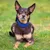 Hond met blauwe halsband liggend op groen gras. Focus op de halsband als product.