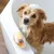 Magic Brush с жёлтой поверхностью, подходит для чистки и ухода за домашними животными, изображён на ванной.