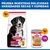 Hill's Science Plan Adult 1-5 Large con pollo Hill's Science Plan Adult 1-5 Large con pollo
