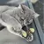 Grey cat playing with a toy made of wood and green felt. The toy is shaped like a branch.