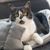 beeztees Katzenbett Baboo