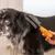 WAHL® Spazzola 2 in 1 per toelettatura