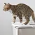 Gato atigrado de pelo corto sobre la tapa blanca de un arenero rectangular beige para gatos, con asa lateral visible.