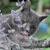 Grijze kat tussen paarse kattenkruidbloemen, kat steekt tong uit. Kattenkruid zichtbaar op de voorgrond, geschikt voor productpresentatie van kattenspeelgoed of planten.