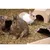 Due conigli su lettiera con gioco in legno e casetta. L'ambiente mostra accessori per piccoli animali.